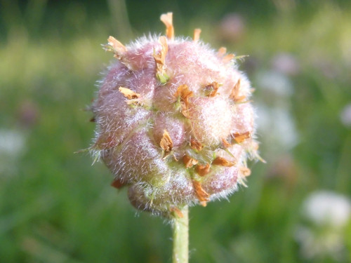 Flower; Publicdomain; Cc0; Freeimage;.jpg