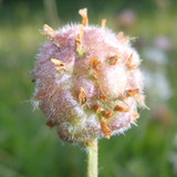 Flower; Publicdomain; Cc0; Freeimage;