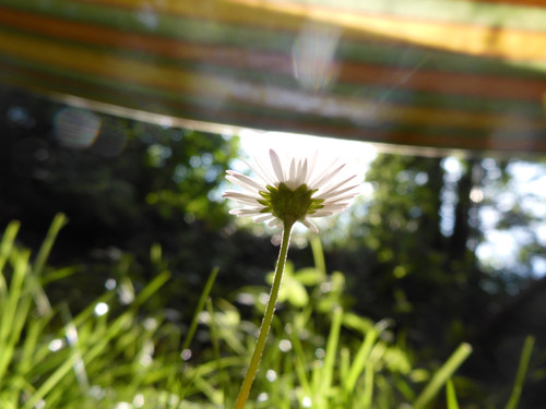 Flora Flower Publicdomain (152).jpg