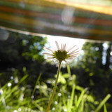 Flora Flower Publicdomain (152)