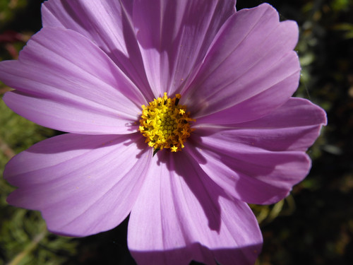 Flower; Publicdomain; Cc0; Freeimage;.jpg