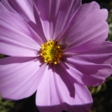 Flower; Publicdomain; Cc0; Freeimage;