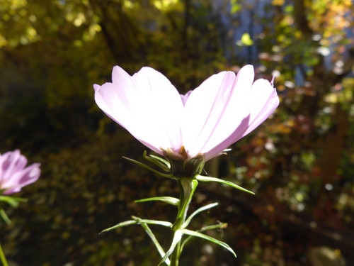 Flora Flower Publicdomain (161).jpg