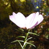 Flora Flower Publicdomain (161)