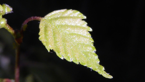 Leafs; Publicdomain; Cc0; Freeimage;.jpg