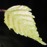 Leafs; Publicdomain; Cc0; Freeimage;