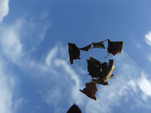 Leafs; Publicdomain; Cc0; Freeimage;.jpg