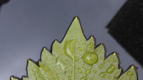 Leafs; Publicdomain; Cc0; Freeimage;.jpg