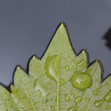 Leafs; Publicdomain; Cc0; Freeimage;