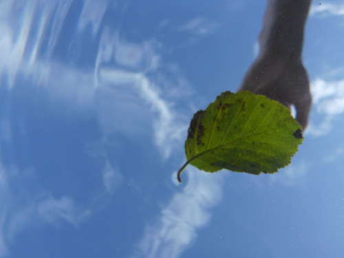 Leafs; Publicdomain; Cc0; Freeimage;.jpg