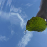 Leafs; Publicdomain; Cc0; Freeimage;