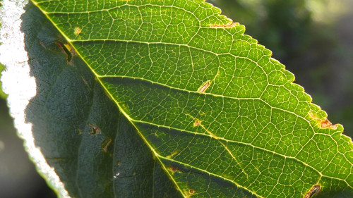 Leafs; Publicdomain; Cc0; Freeimage;.jpg