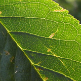 Leafs; Publicdomain; Cc0; Freeimage;