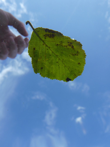 Leafs; Publicdomain; Cc0; Freeimage;.jpg