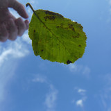 Leafs; Publicdomain; Cc0; Freeimage;