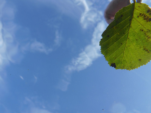 Leafs; Publicdomain; Cc0; Freeimage;.jpg