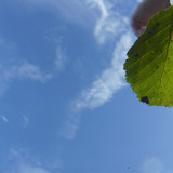 Leafs; Publicdomain; Cc0; Freeimage;