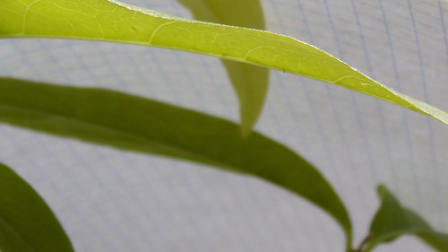 Leafs; Publicdomain; Cc0; Freeimage;.jpg