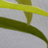 Leafs; Publicdomain; Cc0; Freeimage;