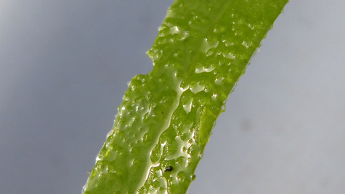 Leafs; Publicdomain; Cc0; Freeimage;.jpg