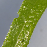 Leafs; Publicdomain; Cc0; Freeimage;