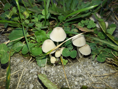 Mushroom Friendly Ground.jpg