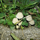 Mushroom Friendly Ground