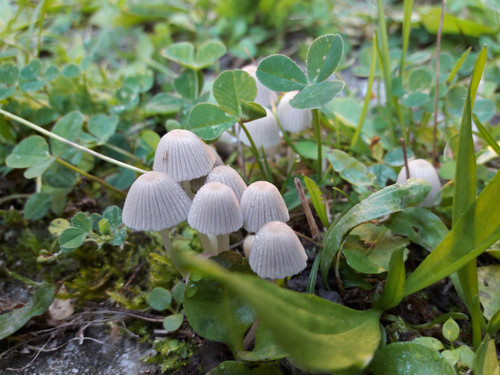 Mushroom Friendly Ground.jpg