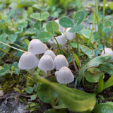 Mushroom Friendly Ground