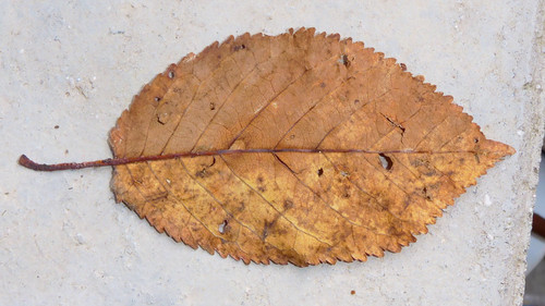 Leafs; Publicdomain; Cc0; Freeimage;.jpg