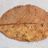 Leafs; Publicdomain; Cc0; Freeimage;