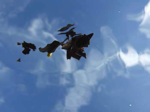 Leafs; Publicdomain; Cc0; Freeimage;.jpg