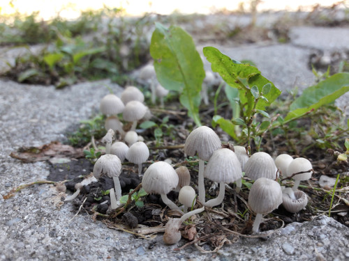 Mushroom Friendly Ground.jpg