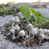 Mushroom Friendly Ground