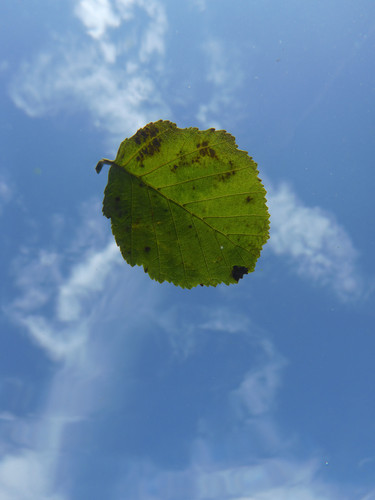 Leafs; Publicdomain; Cc0; Freeimage;.jpg