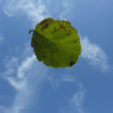 Leafs; Publicdomain; Cc0; Freeimage;