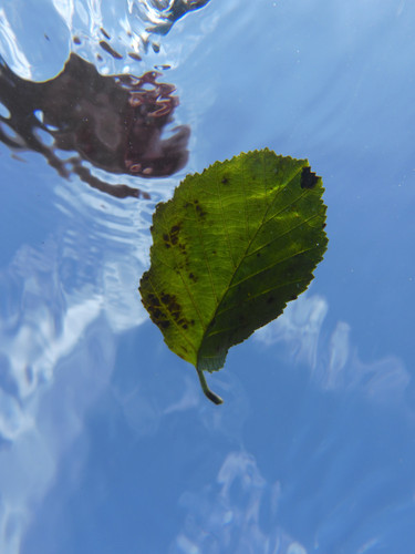 Leafs; Publicdomain; Cc0; Freeimage;.jpg