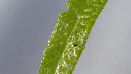 Leafs; Publicdomain; Cc0; Freeimage;.jpg