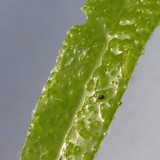 Leafs; Publicdomain; Cc0; Freeimage;