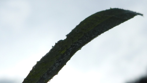 Leafs; Publicdomain; Cc0; Freeimage;.jpg