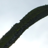 Leafs; Publicdomain; Cc0; Freeimage;