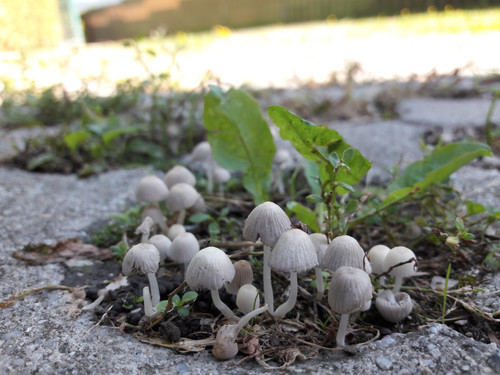 Mushroom Friendly Ground.jpg