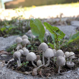 Mushroom Friendly Ground