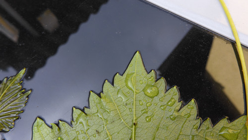 Leafs; Publicdomain; Cc0; Freeimage;.jpg