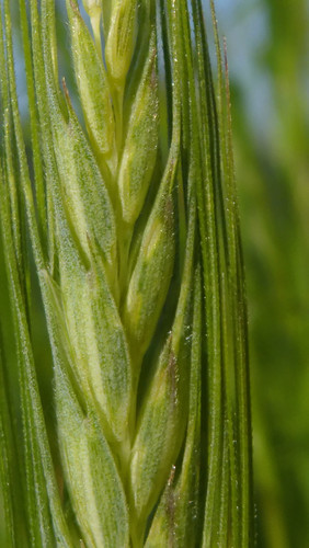 Crops; Publicdomain; Cc0; Freeimage;.jpg