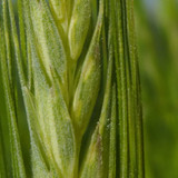 Crops; Publicdomain; Cc0; Freeimage;