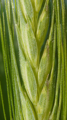 Crops; Publicdomain; Cc0; Freeimage;.jpg