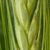 Crops; Publicdomain; Cc0; Freeimage;