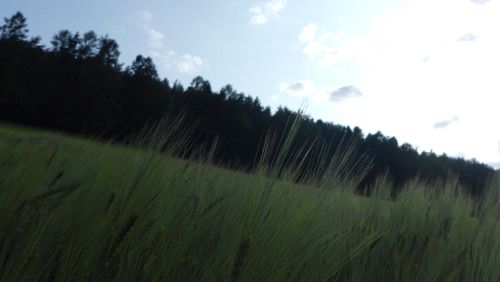 Crops; Publicdomain; Cc0; Freeimage;.jpg