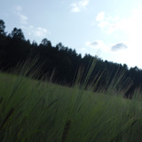 Crops; Publicdomain; Cc0; Freeimage;